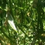 Vicia pannonica ഫലം