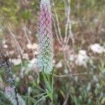 Trifolium angustifoliumFoglia