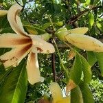 Ceiba insignis Λουλούδι