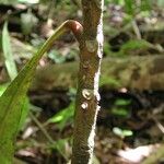 Clavija costaricana Bark