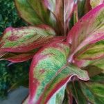 Aglaonema commutatumKwiat