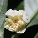 Psychotria platypoda Blodyn