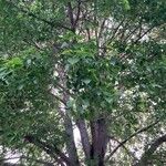 Populus deltoides Lapas
