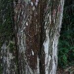Acacia auriculiformis പുറംതൊലി