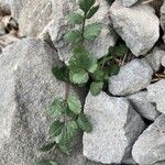 Ptychotis saxifraga Likasa
