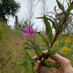 Epilobium angustifoliumÕis