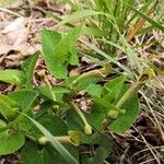 Aristolochia pallida Levél