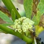 Levisticum officinale Flower