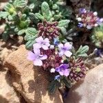 Verbena microphylla