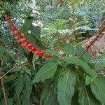 Salvia confertiflora Habit