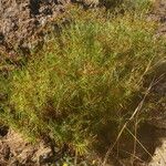 Phagnalon umbelliforme Habitus