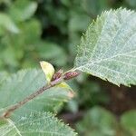 Alnus alnobetula Inny