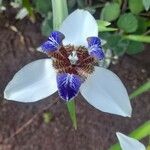 Trimezia gracilis Flor