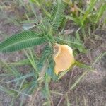 Aeschynomene americana Flower