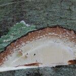 Funtumia africana Ŝelo