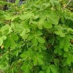 Cassia obtusifolia Leaf