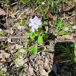 Anemonella thalictroides Flor