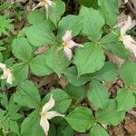 Trillium ovatum 叶