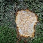 Alstonia costata Corteza
