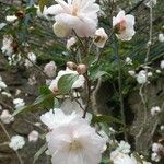 Camellia sasanquaFlower