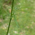 Conopodium majus Deilen