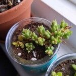 Sedum litoreum Folha