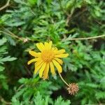 Euryops chrysanthemoidesЦветок