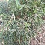 Bambusa vulgaris पत्ता