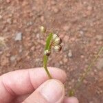 Sisyrinchium rosulatum Fruit