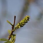 Salix sitchensis List