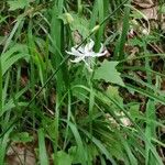 Anthericum ramosumKukka