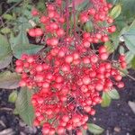 Nandina domestica फल