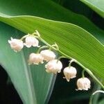 Convallaria majalis Virág