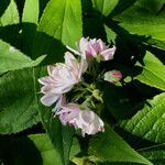 Deutzia hybrida Flor