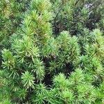 Podocarpus neriifolius Habit