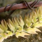 Bulbophyllum nigritianum Flower