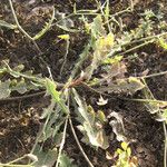 Launaea fragilis Habit