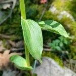 Epipactis helleborine 葉