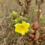 Oenothera biennisKukka