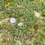 Linum lewisii Flower