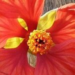 Callianthe picta Flor