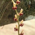 Bulbophyllum falcatum Flower