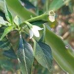 Capsicum frutescens Blüte