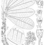 Pycnandra neocaledonica Otro