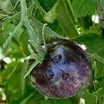 Solanum lycopersicum Fruit