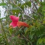 Campsis radicans Flower