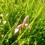 Serapias lingua Hoja