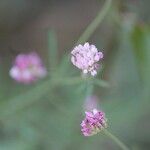 Polygala longicaulis 花