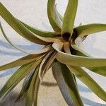 Tillandsia paucifolia 葉