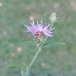 Centaurea nigrescensFlower